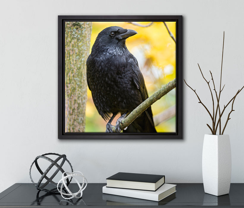 schwarzer Rabe auf Ast  auf Leinwandbild Quadratisch gerahmt mit Kirschblüten