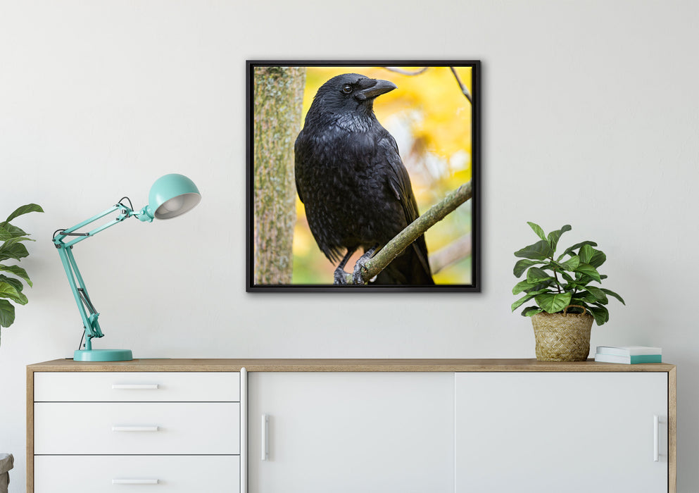 schwarzer Rabe auf Ast auf Leinwandbild gerahmt Quadratisch verschiedene Größen im Wohnzimmer