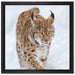 Luchs im Schnee auf Leinwandbild Quadratisch gerahmt Größe 40x40