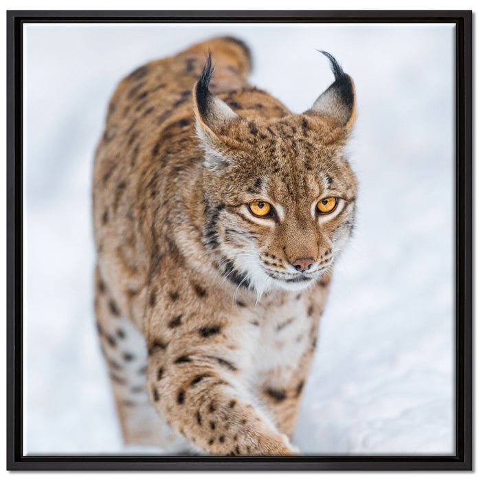 Luchs im Schnee auf Leinwandbild Quadratisch gerahmt Größe 70x70