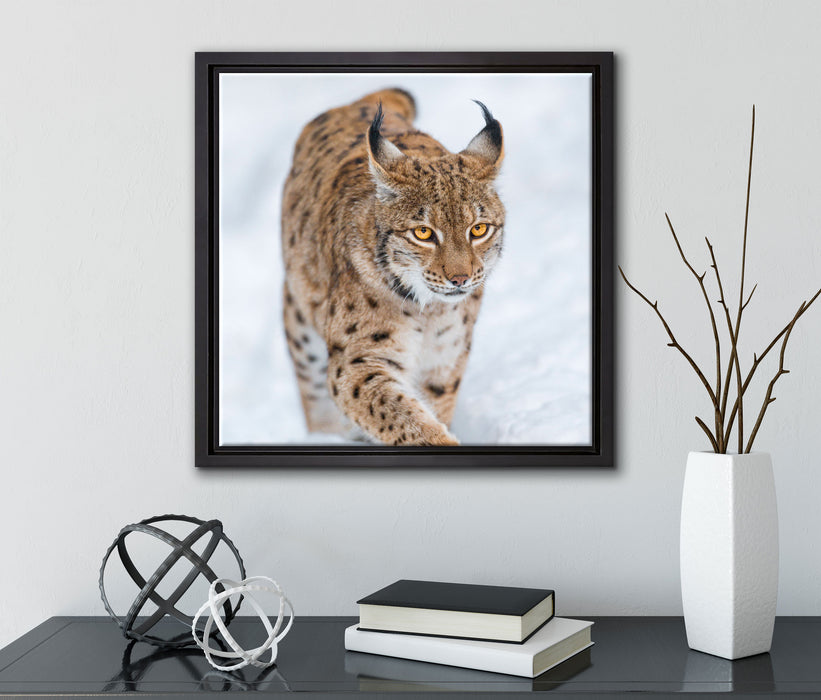 Luchs im Schnee  auf Leinwandbild Quadratisch gerahmt mit Kirschblüten