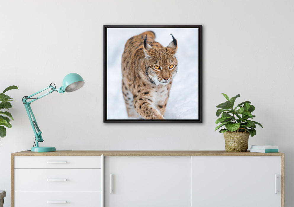 Luchs im Schnee auf Leinwandbild gerahmt Quadratisch verschiedene Größen im Wohnzimmer