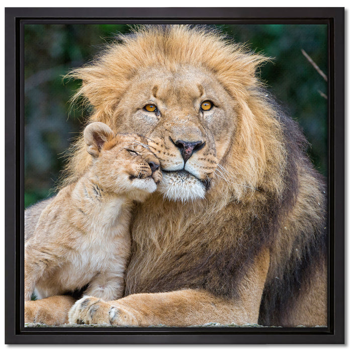schöner Löwe mit Jungtier auf Leinwandbild Quadratisch gerahmt Größe 40x40