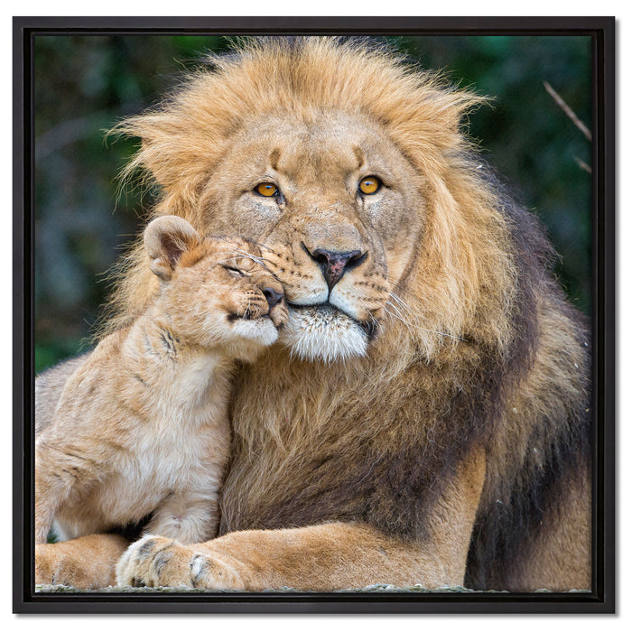 schöner Löwe mit Jungtier auf Leinwandbild Quadratisch gerahmt Größe 60x60