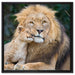 schöner Löwe mit Jungtier auf Leinwandbild Quadratisch gerahmt Größe 60x60