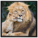 schöner Löwe mit Jungtier auf Leinwandbild Quadratisch gerahmt Größe 70x70