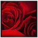 rote Rosen auf Leinwandbild Quadratisch gerahmt Größe 70x70
