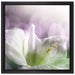 Sanfte Weiße Lilie auf Leinwandbild Quadratisch gerahmt Größe 40x40