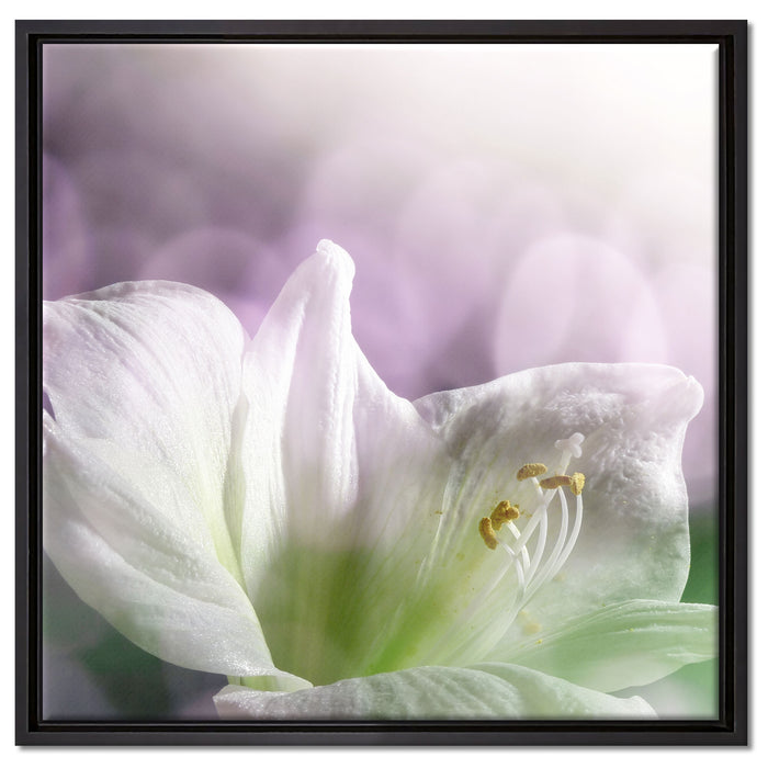 Sanfte Weiße Lilie auf Leinwandbild Quadratisch gerahmt Größe 60x60