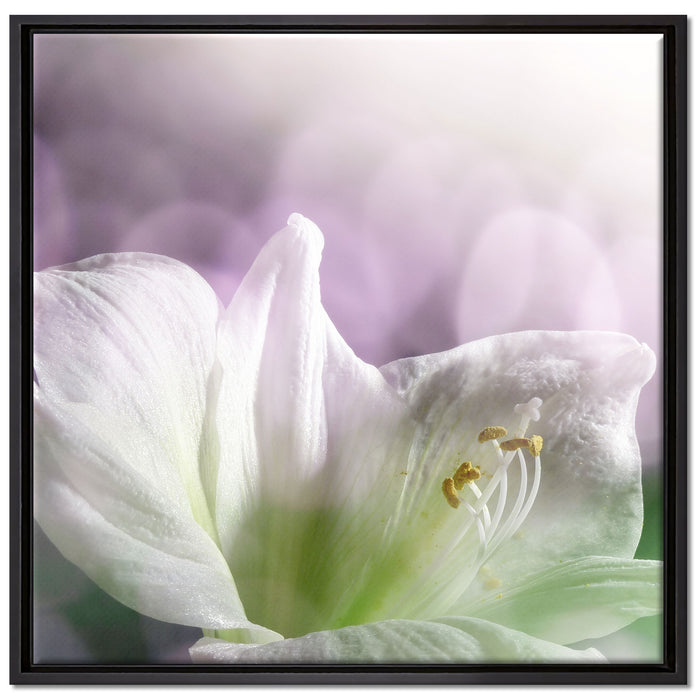 Sanfte Weiße Lilie auf Leinwandbild Quadratisch gerahmt Größe 70x70