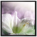 Sanfte Weiße Lilie auf Leinwandbild Quadratisch gerahmt Größe 70x70