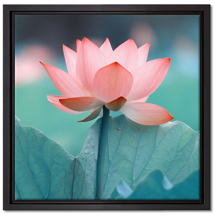 Zarte rosafarbener Lotus auf Leinwandbild Quadratisch gerahmt Größe 40x40