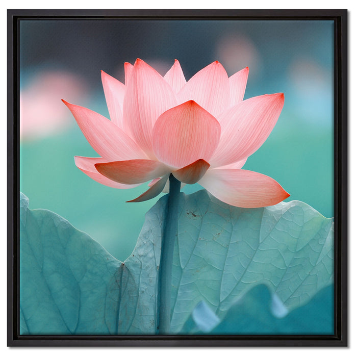 Zarte rosafarbener Lotus auf Leinwandbild Quadratisch gerahmt Größe 60x60