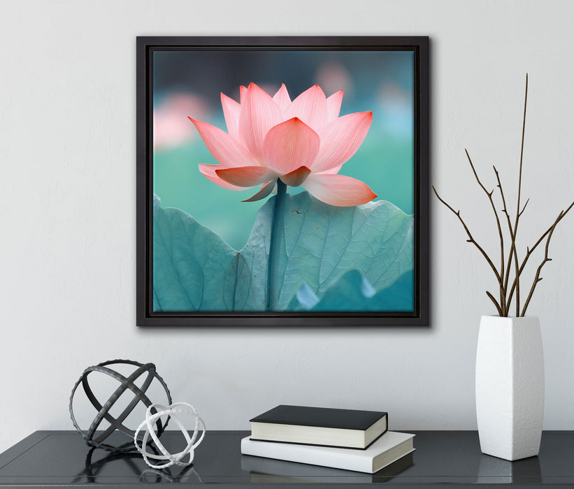 Zarte rosafarbener Lotus  auf Leinwandbild Quadratisch gerahmt mit Kirschblüten