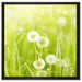 Pusteblumen auf Frühlingswiese auf Leinwandbild Quadratisch gerahmt Größe 60x60