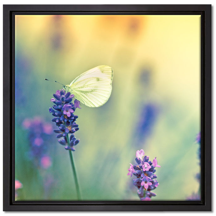 Schmetterling auf Lavendel auf Leinwandbild Quadratisch gerahmt Größe 40x40