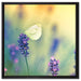 Schmetterling auf Lavendel auf Leinwandbild Quadratisch gerahmt Größe 60x60
