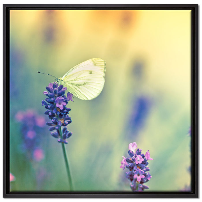 Schmetterling auf Lavendel auf Leinwandbild Quadratisch gerahmt Größe 70x70