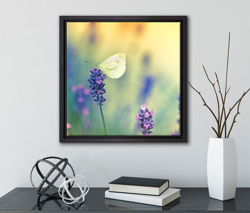 Schmetterling auf Lavendel  auf Leinwandbild Quadratisch gerahmt mit Kirschblüten