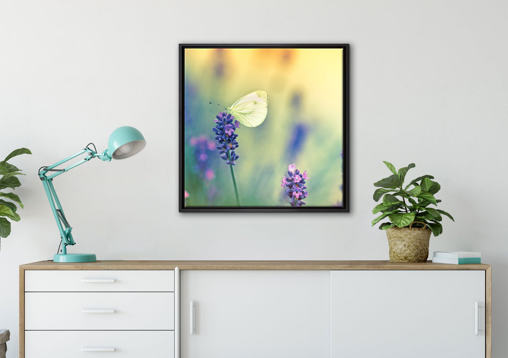 Schmetterling auf Lavendel auf Leinwandbild gerahmt Quadratisch verschiedene Größen im Wohnzimmer