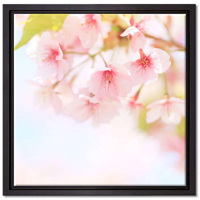 Kirschblüten an Baum auf Leinwandbild Quadratisch gerahmt Größe 40x40