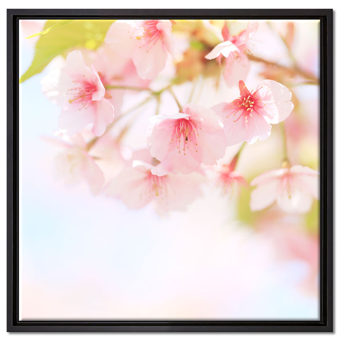 Kirschblüten an Baum auf Leinwandbild Quadratisch gerahmt Größe 60x60