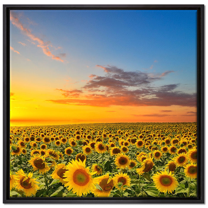 Sonnenuntergang Sonnenblumen auf Leinwandbild Quadratisch gerahmt Größe 70x70
