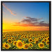 Sonnenuntergang Sonnenblumen auf Leinwandbild Quadratisch gerahmt Größe 70x70