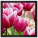 Tulpen mit Morgentau auf Leinwandbild Quadratisch gerahmt Größe 40x40