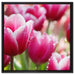 Tulpen mit Morgentau auf Leinwandbild Quadratisch gerahmt Größe 60x60