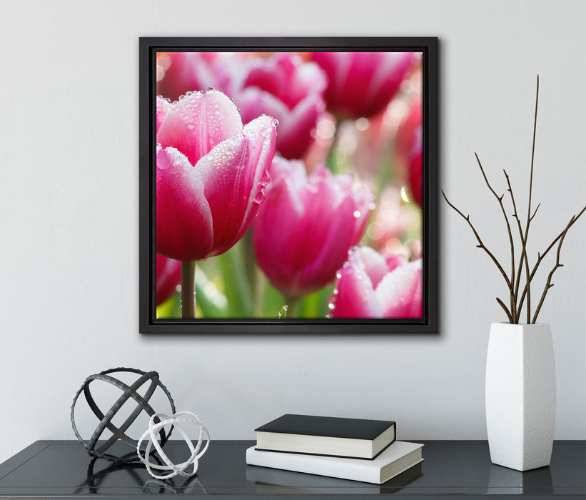 Tulpen mit Morgentau  auf Leinwandbild Quadratisch gerahmt mit Kirschblüten