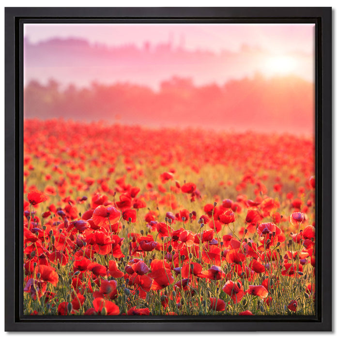 Mohnwiese im Sonnenschein auf Leinwandbild Quadratisch gerahmt Größe 40x40