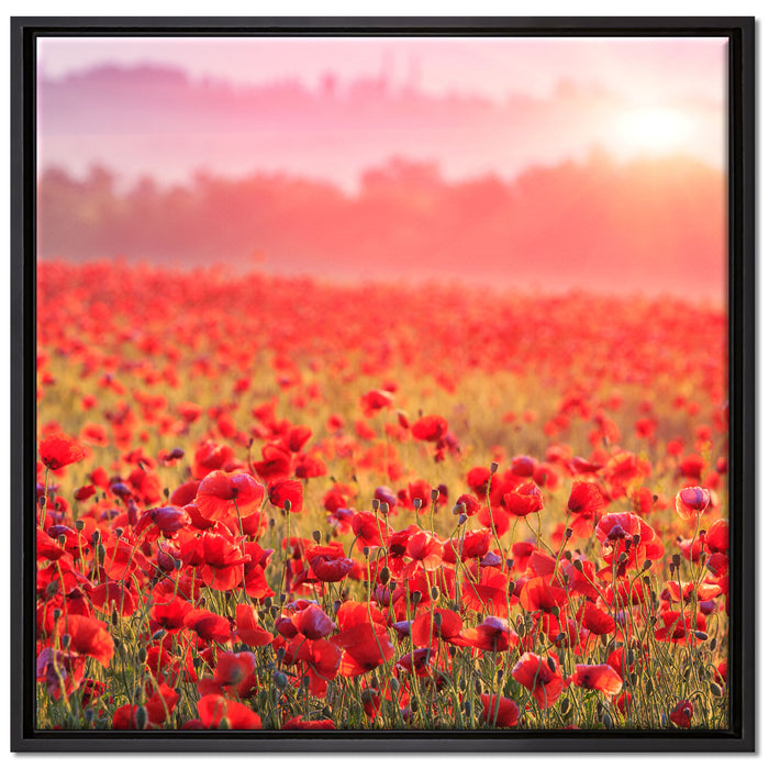 Mohnwiese im Sonnenschein auf Leinwandbild Quadratisch gerahmt Größe 70x70