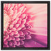 Wunderschöne Gerbera Blüte auf Leinwandbild Quadratisch gerahmt Größe 40x40