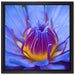 Exotische Lila Blüte auf Leinwandbild Quadratisch gerahmt Größe 40x40
