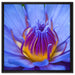 Exotische Lila Blüte auf Leinwandbild Quadratisch gerahmt Größe 60x60