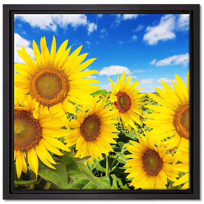 Sonnenblumenwiese unter Himmel auf Leinwandbild Quadratisch gerahmt Größe 40x40