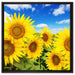 Sonnenblumenwiese unter Himmel auf Leinwandbild Quadratisch gerahmt Größe 60x60