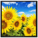 Sonnenblumenwiese unter Himmel auf Leinwandbild Quadratisch gerahmt Größe 70x70