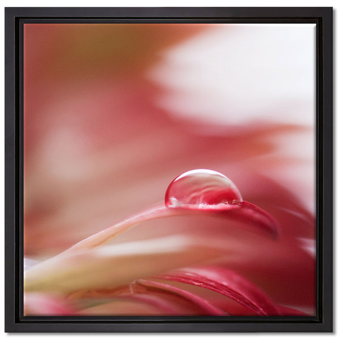 Regentropfen auf rosa Blütenblatt auf Leinwandbild Quadratisch gerahmt Größe 40x40