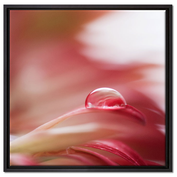 Regentropfen auf rosa Blütenblatt auf Leinwandbild Quadratisch gerahmt Größe 60x60