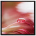 Regentropfen auf rosa Blütenblatt auf Leinwandbild Quadratisch gerahmt Größe 70x70