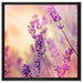 Eleganter Lavendel auf Leinwandbild Quadratisch gerahmt Größe 60x60