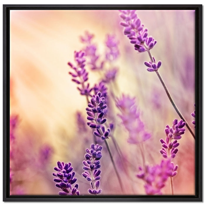 Eleganter Lavendel auf Leinwandbild Quadratisch gerahmt Größe 70x70