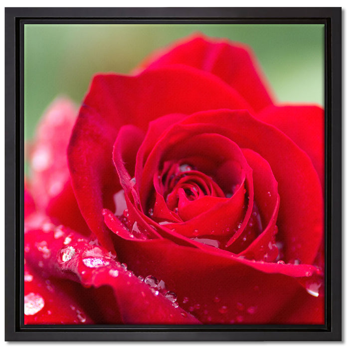 Rose mit Wassertropfen auf Leinwandbild Quadratisch gerahmt Größe 40x40