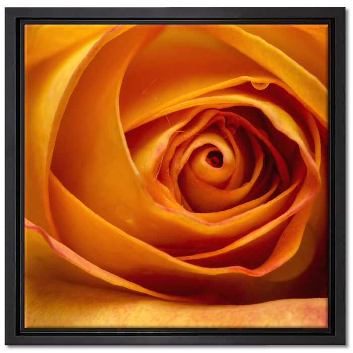 Anmutige gelbe geschlossene Rose auf Leinwandbild Quadratisch gerahmt Größe 40x40