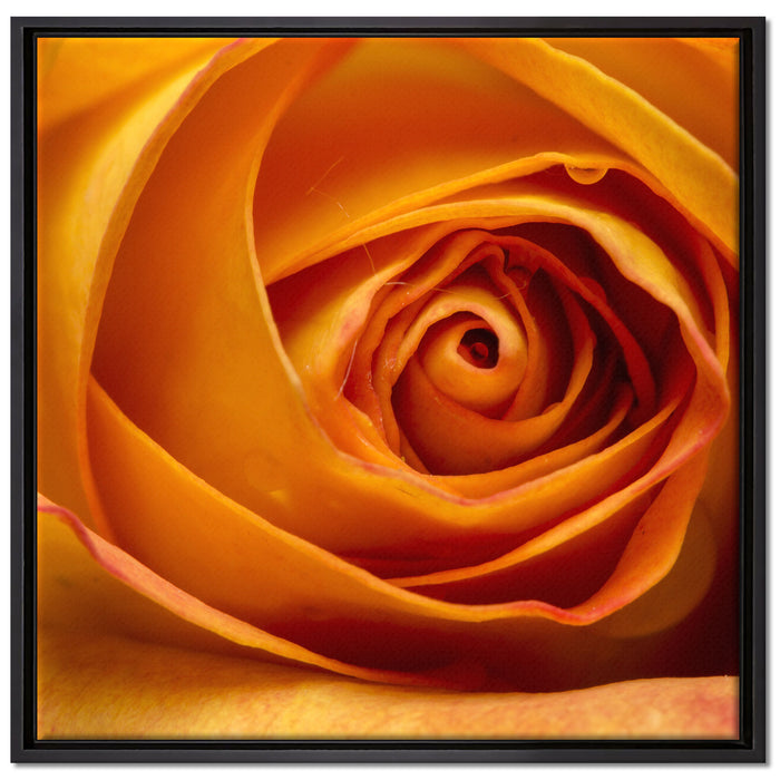 Anmutige gelbe geschlossene Rose auf Leinwandbild Quadratisch gerahmt Größe 70x70