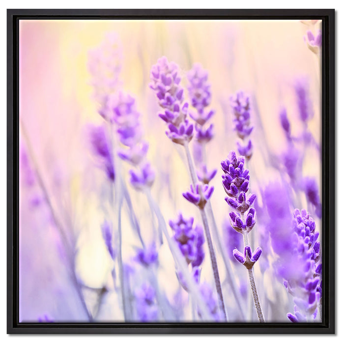 Lavendel im Retro Look auf Leinwandbild Quadratisch gerahmt Größe 60x60