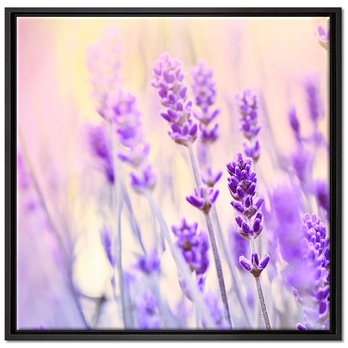 Lavendel im Retro Look auf Leinwandbild Quadratisch gerahmt Größe 70x70