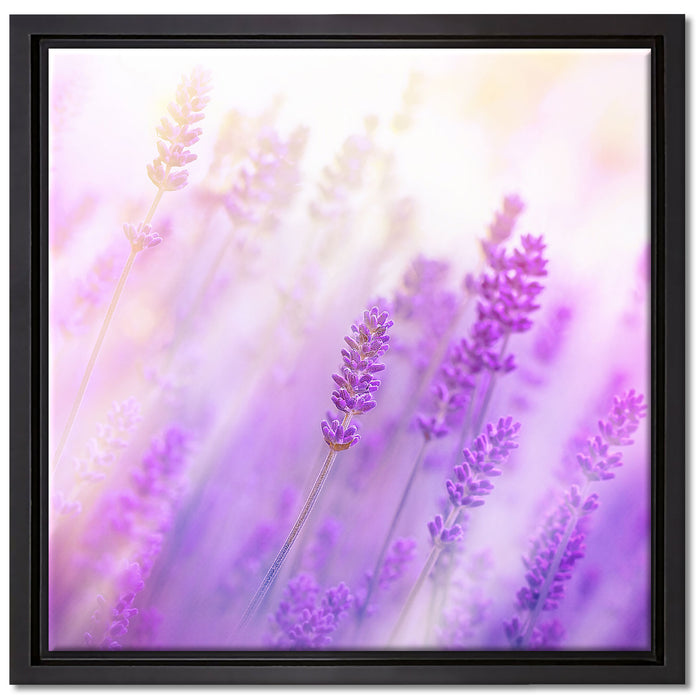 Schöner Lavendel im sanften Licht auf Leinwandbild Quadratisch gerahmt Größe 40x40